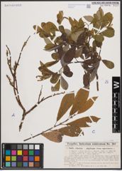 Foto von Salix cinerea L. x Salix nigricans Sm.